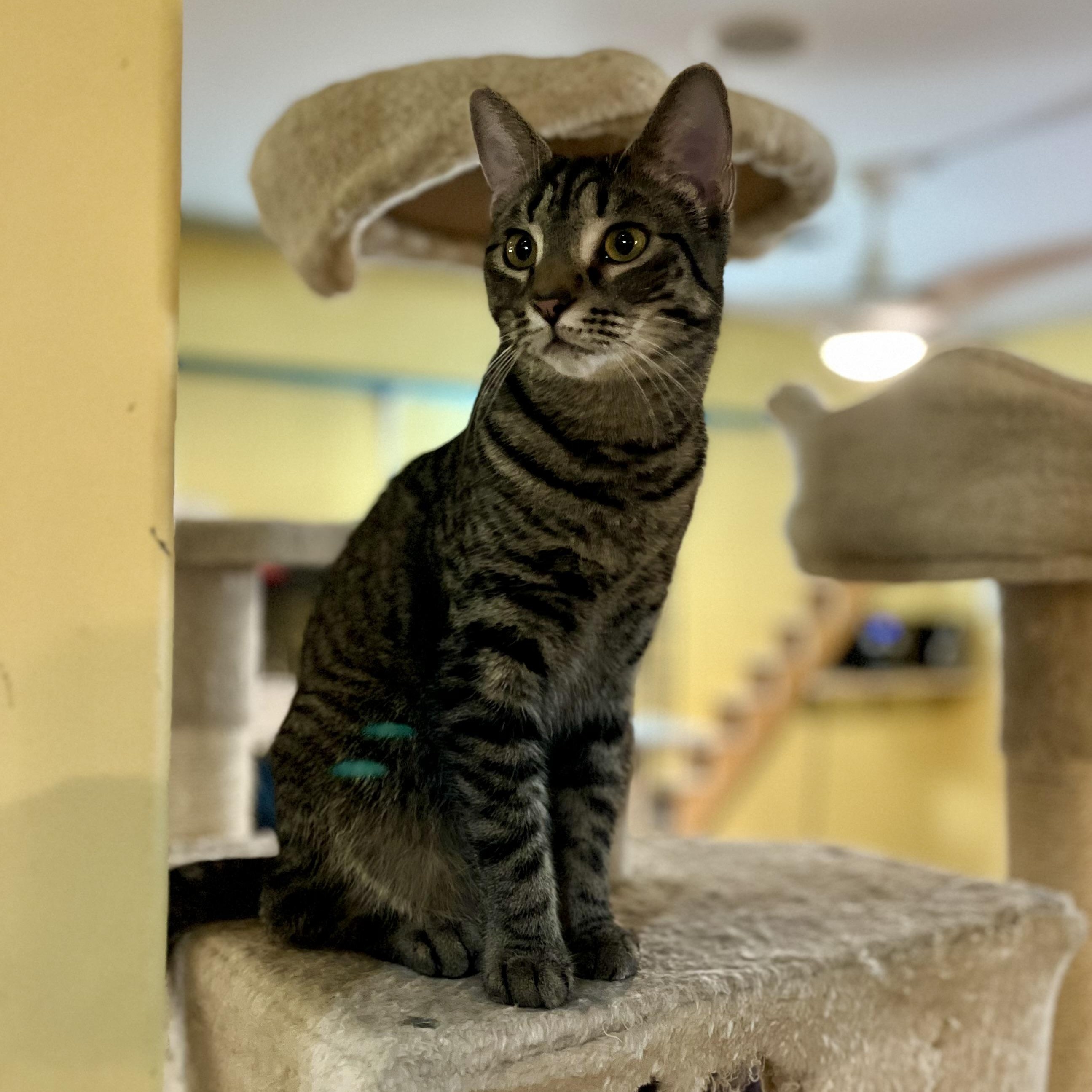 Aeryn, a Adoptable Domestic Short Hair in Greensboro, NC image 5/5