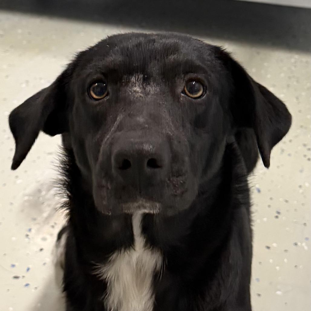 Leo, Adoptable, Adult Male Labrador Retriever.