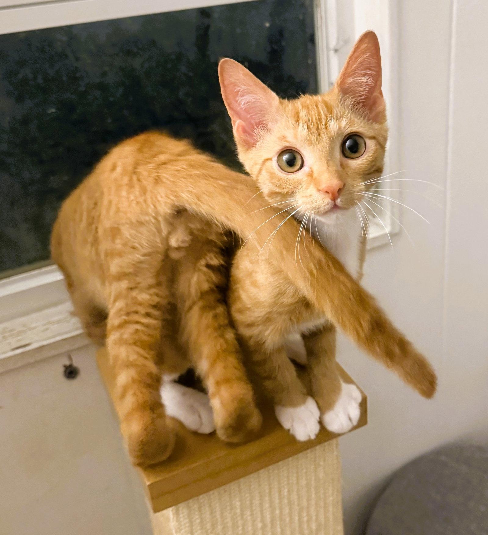 Ziti, a Adoptable mixed breed in Lighthouse Point, FL image 1/3