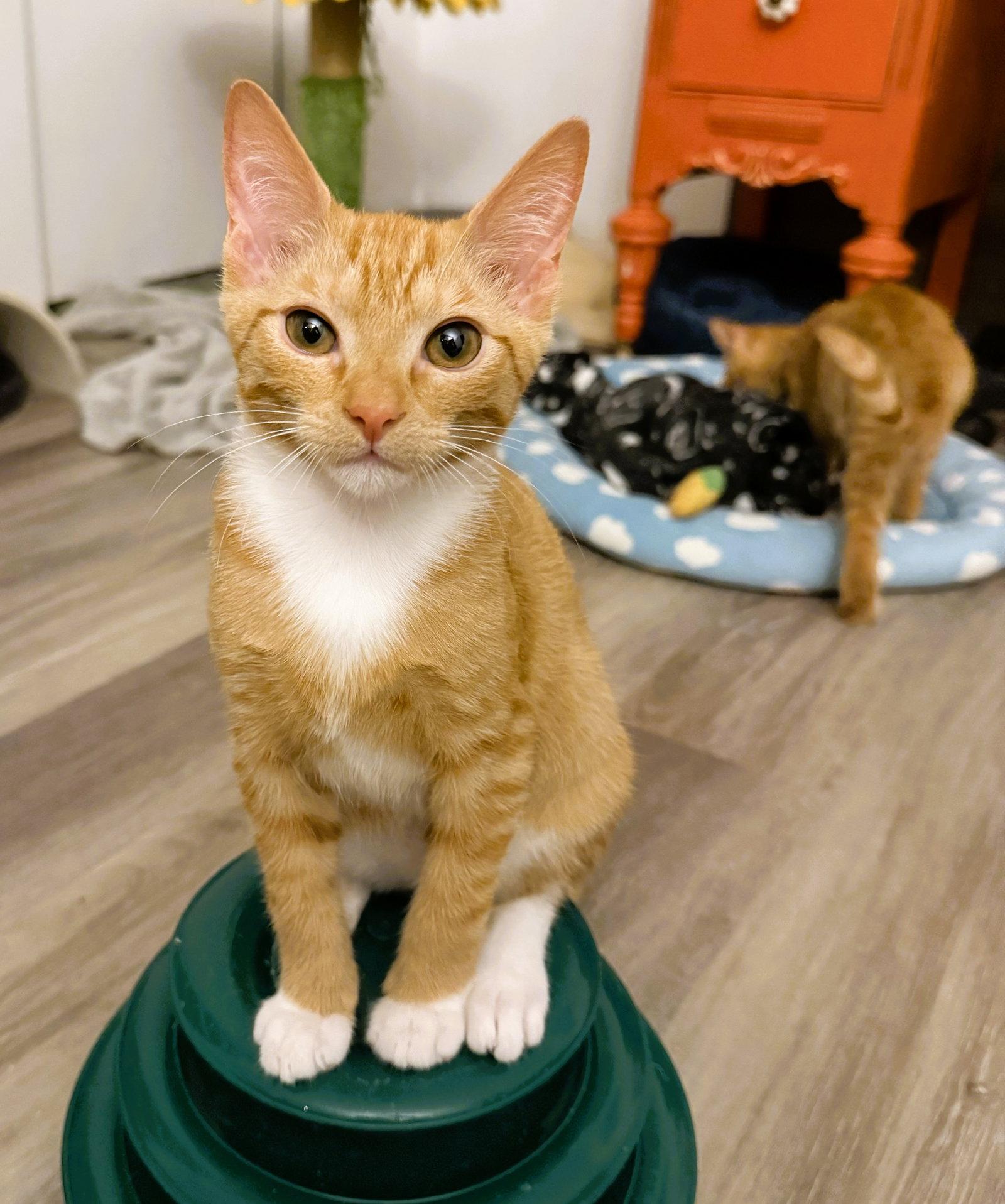 Ziti, a Adoptable mixed breed in Lighthouse Point, FL image 2/3
