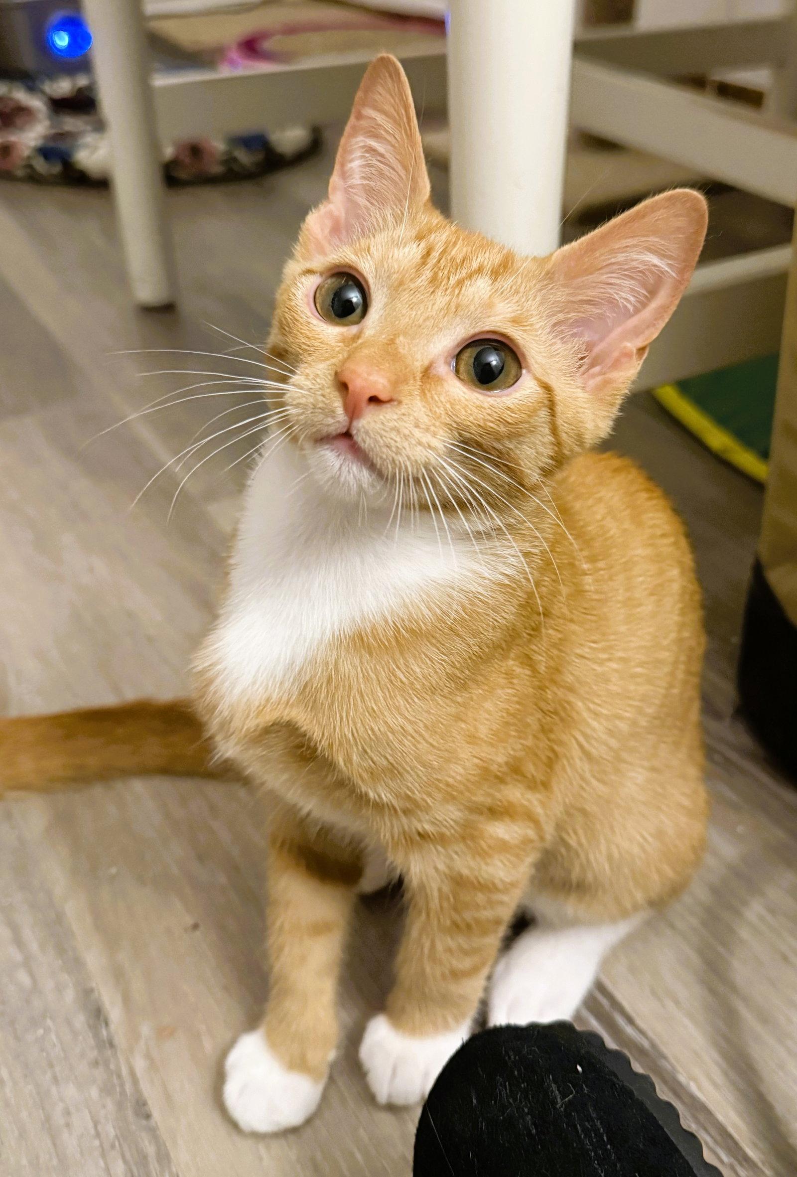 Ziti, a Adoptable mixed breed in Lighthouse Point, FL image 3/3