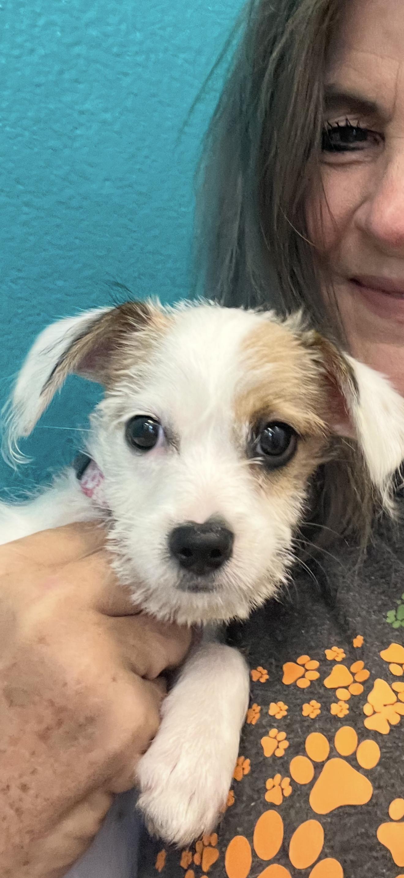 Lulu - The Sweet Baby, Adoptable, Young Female Jack Russell Terrier & Chihuahua.