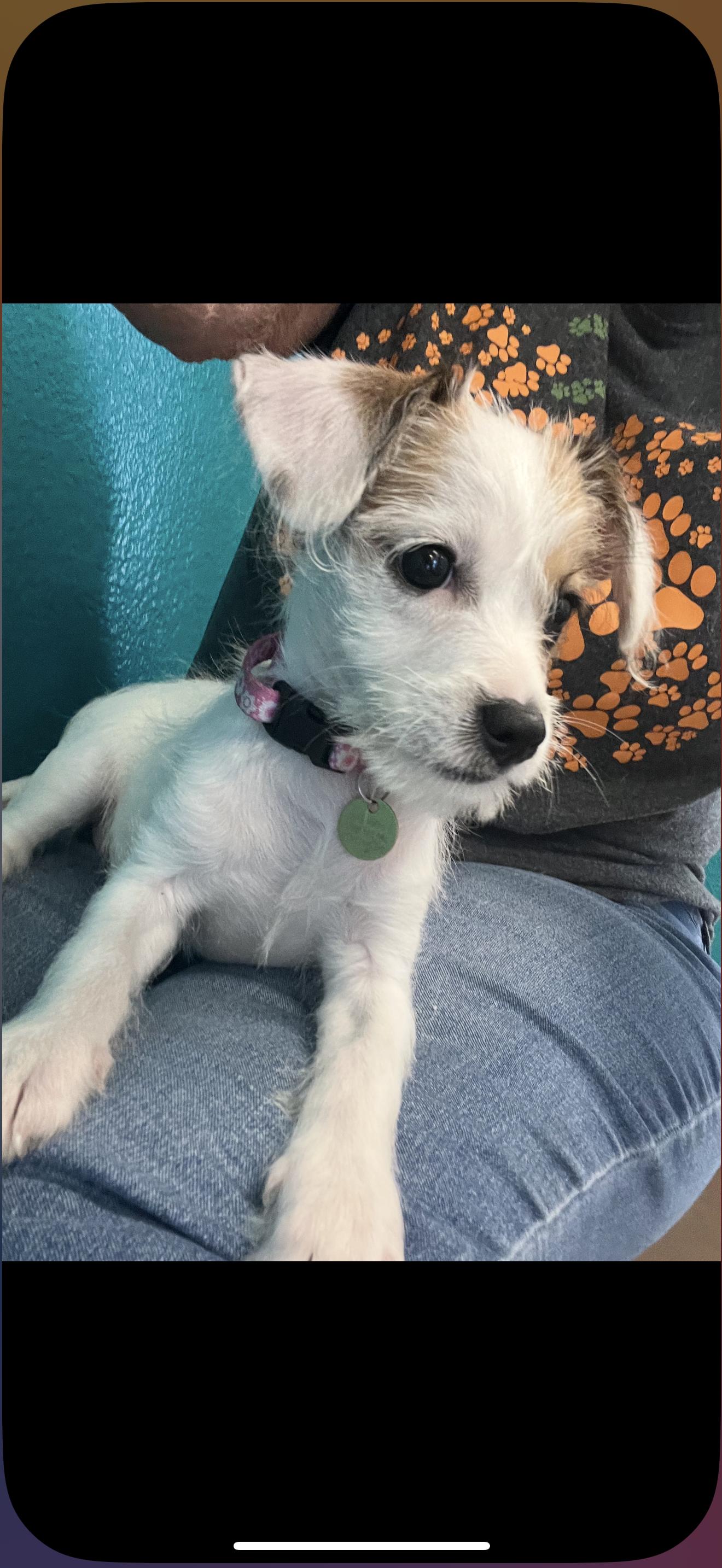 Lulu - The Sweet Baby, a Adoptable mixed breed image 2/4