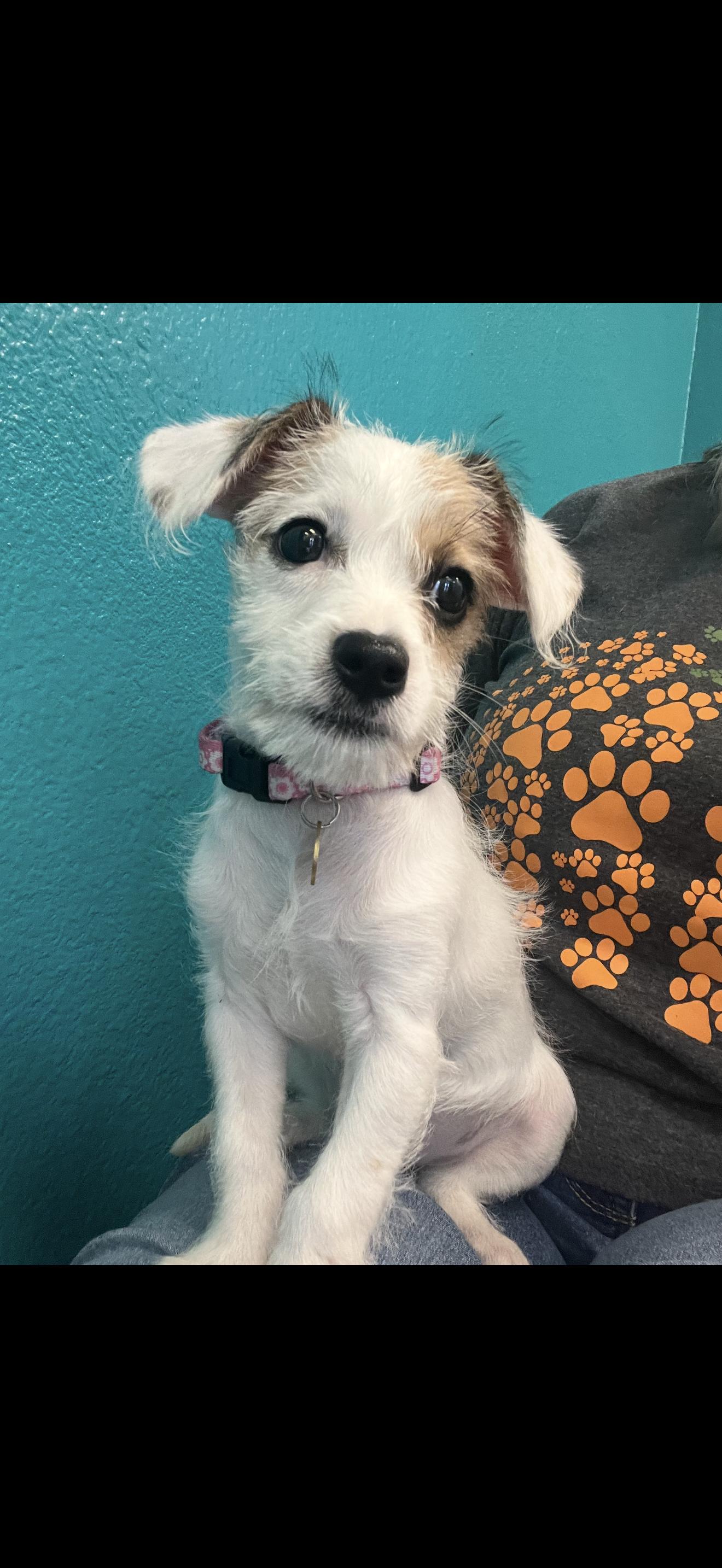 Lulu - The Sweet Baby