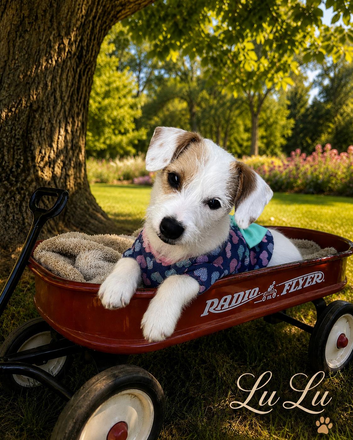 Lulu - The Sweet Baby, an adoptable mixed breed in Rancho Cucamonga , CA image 2/5