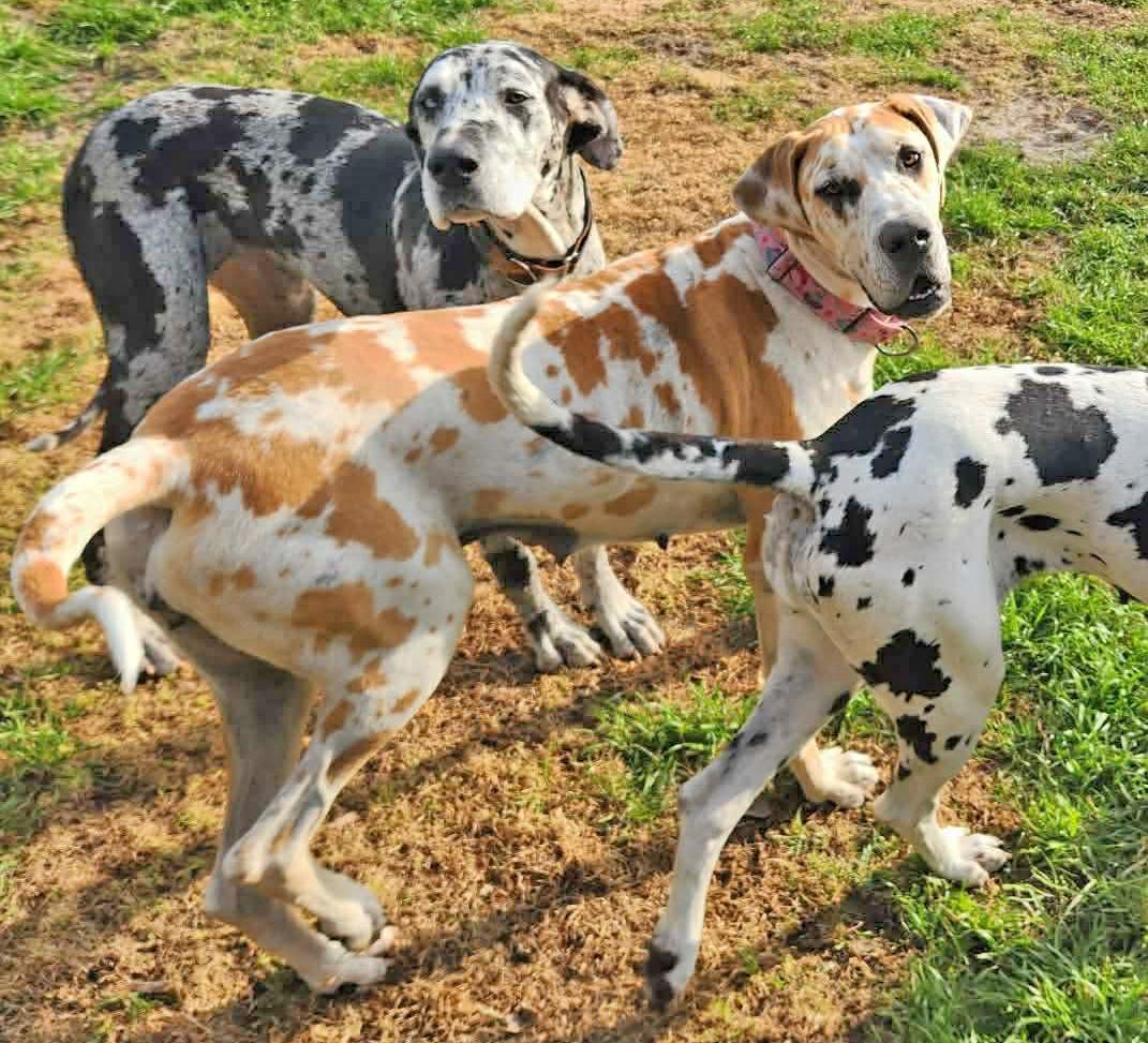 Enlarge Callie, an adopted Great Dane in Pensacola, FL image 2/5