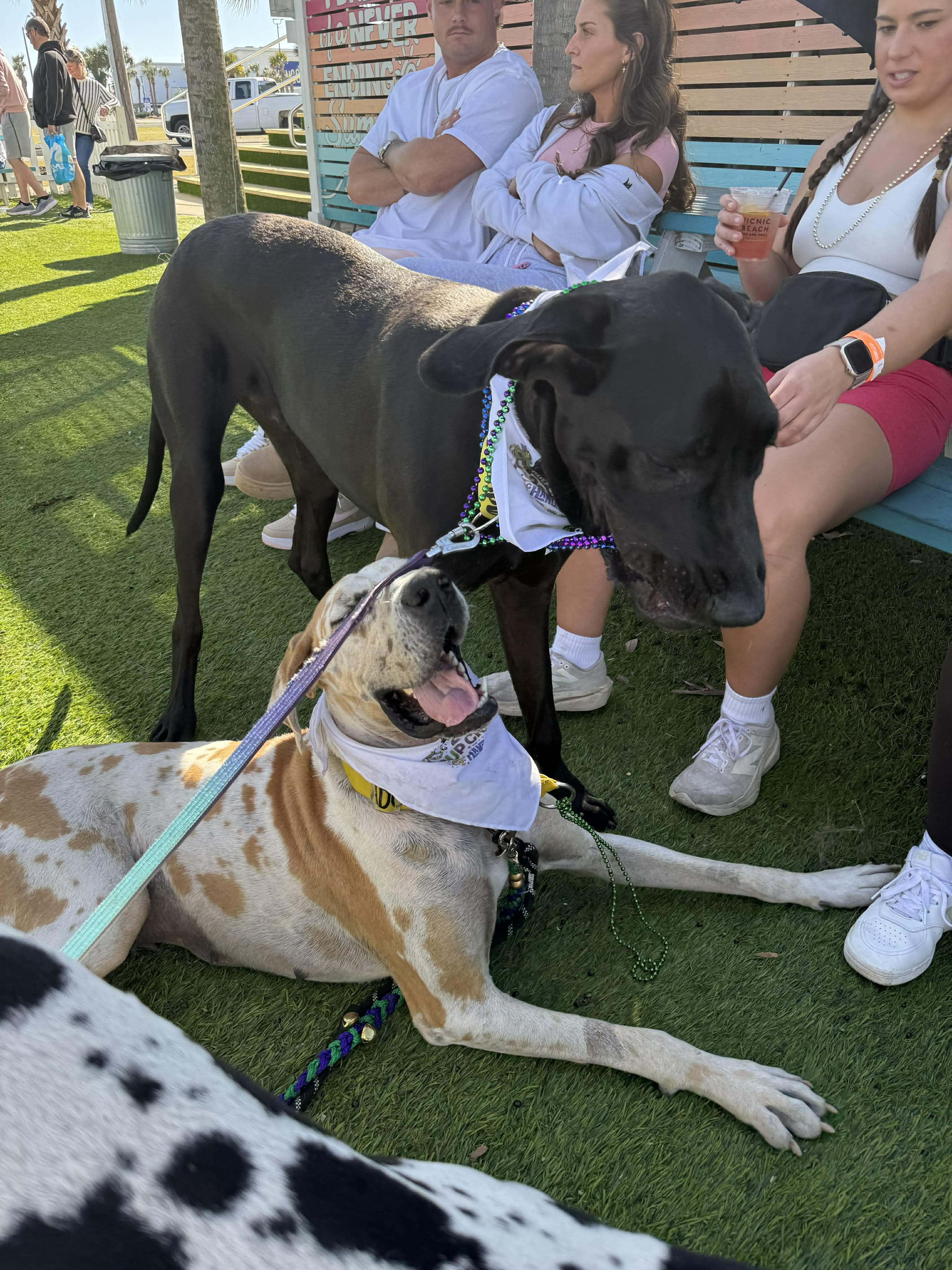Enlarge Callie, an adopted Great Dane in Pensacola, FL image 5/5
