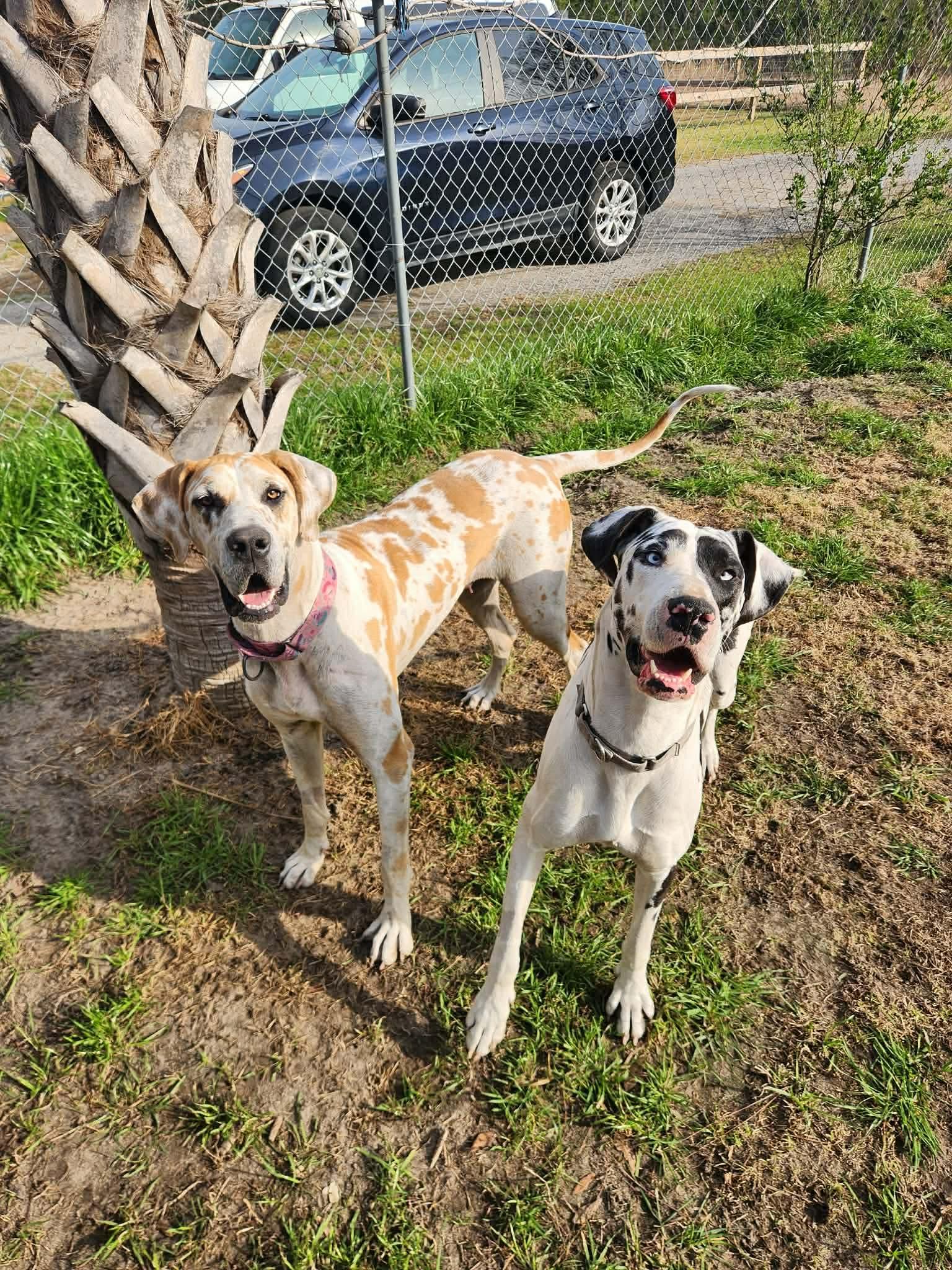 Enlarge Callie, an adopted Great Dane in Pensacola, FL image 4/5