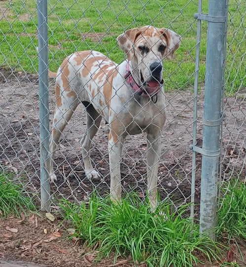 Enlarge Callie, an adopted Great Dane in Pensacola, FL image 3/5