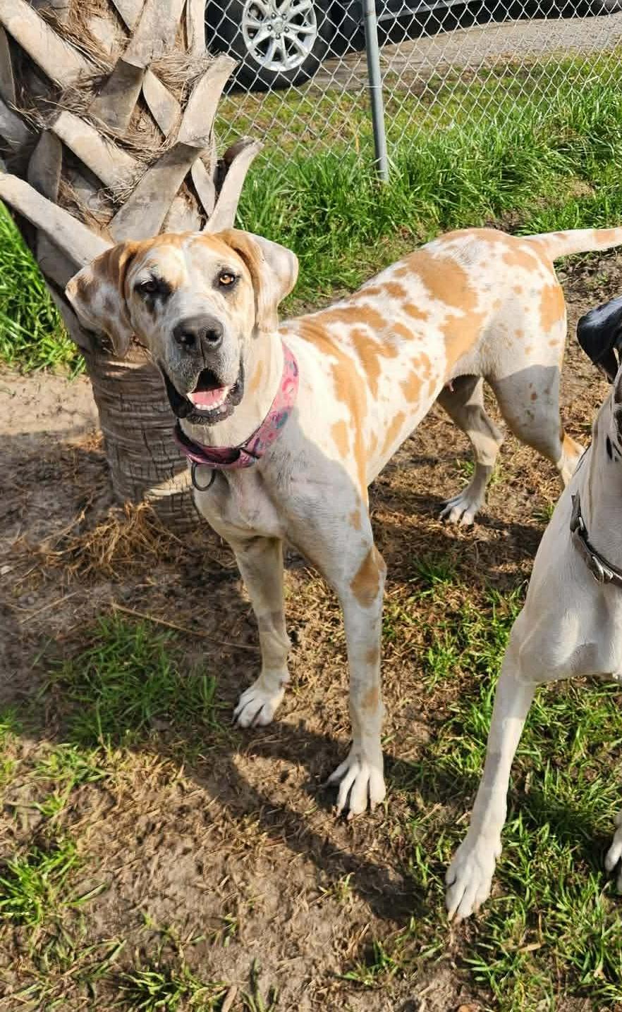 Enlarge Callie, an adopted Great Dane in Pensacola, FL image 1/5