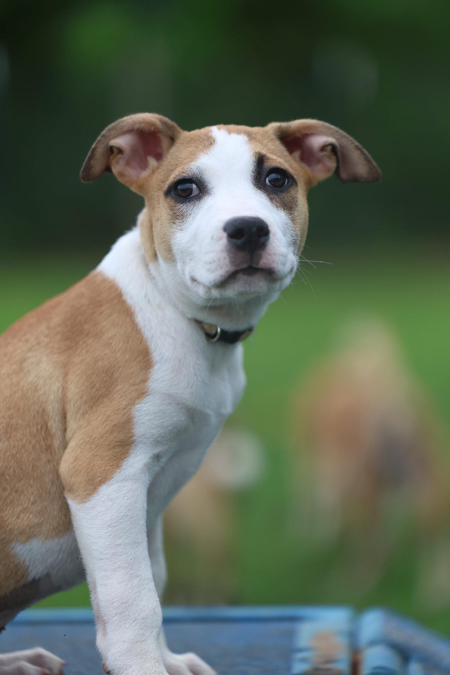Chrusciki, Adopted, Young Female Terrier.