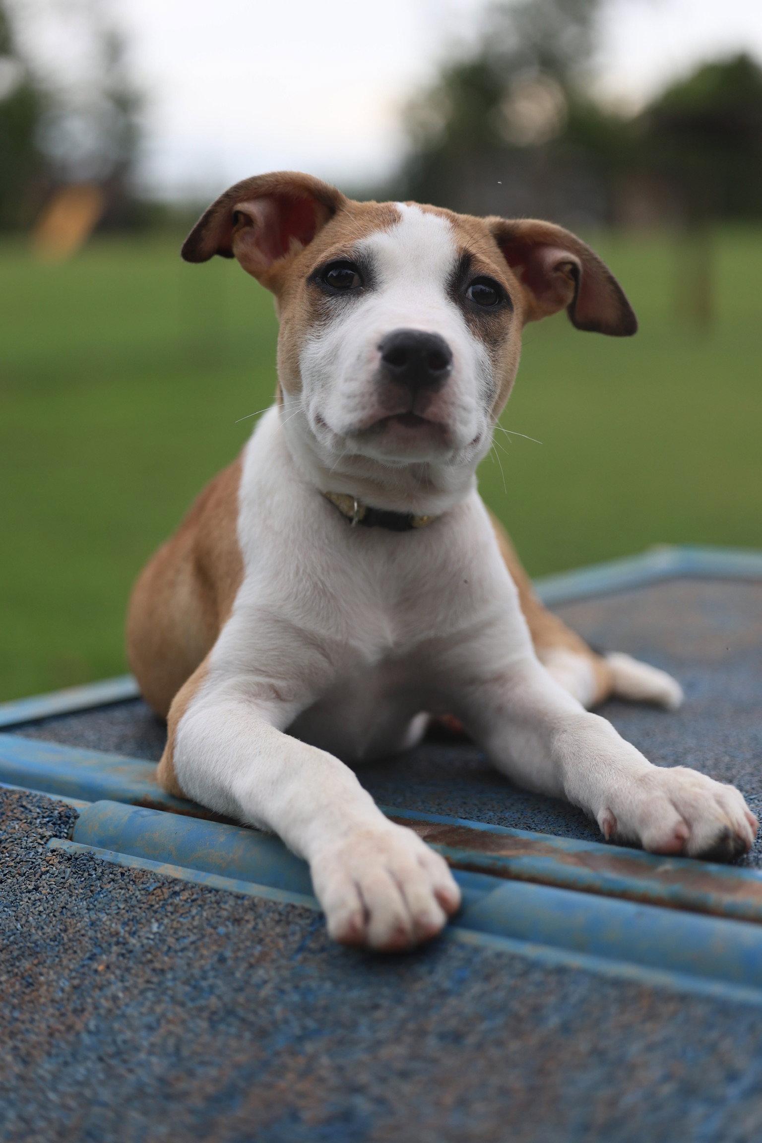 Chrusciki, a Adopted Terrier in Greenville, SC image 3/3