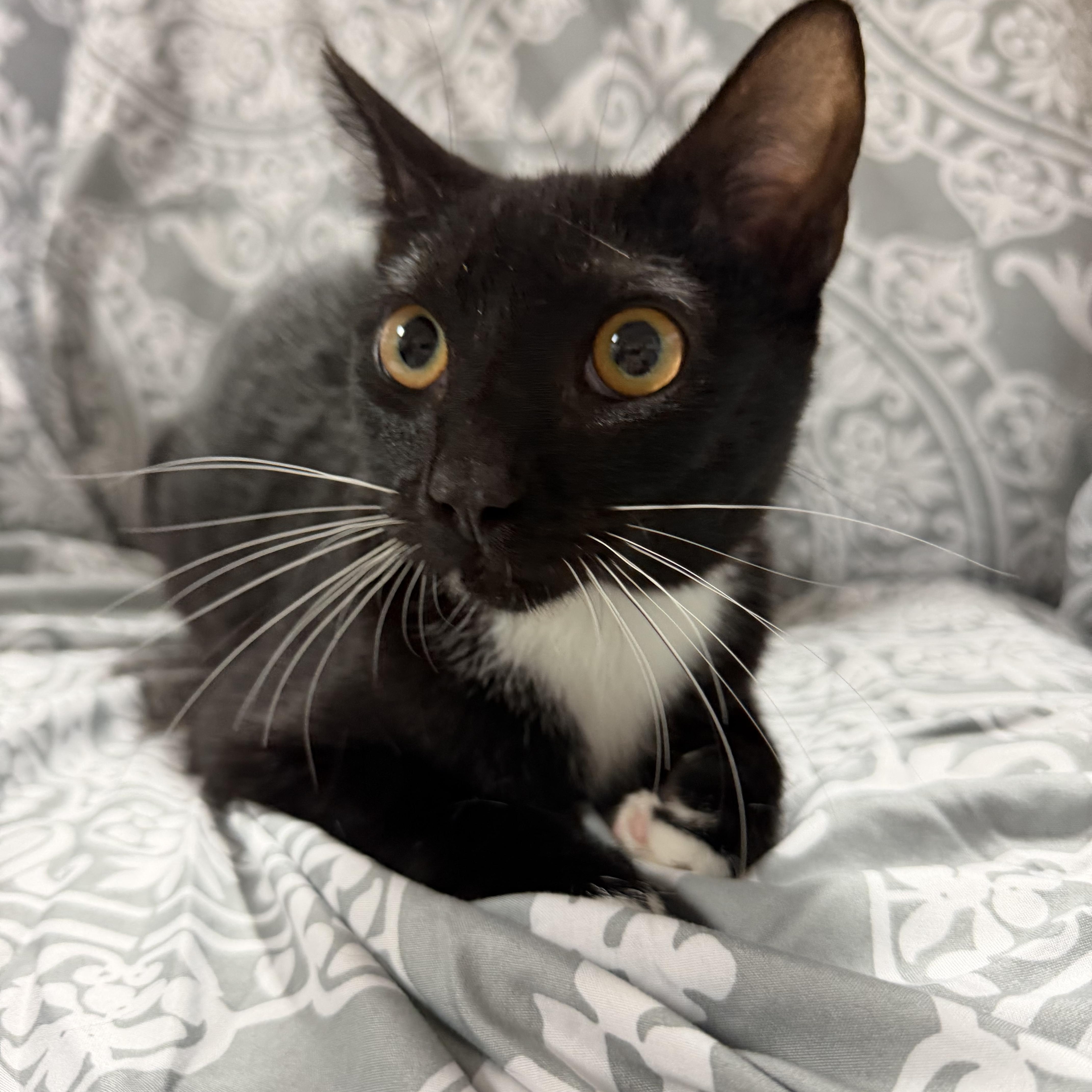 Enlarge Julian, a Adoptable Tuxedo in Boothbay, ME image 4/4