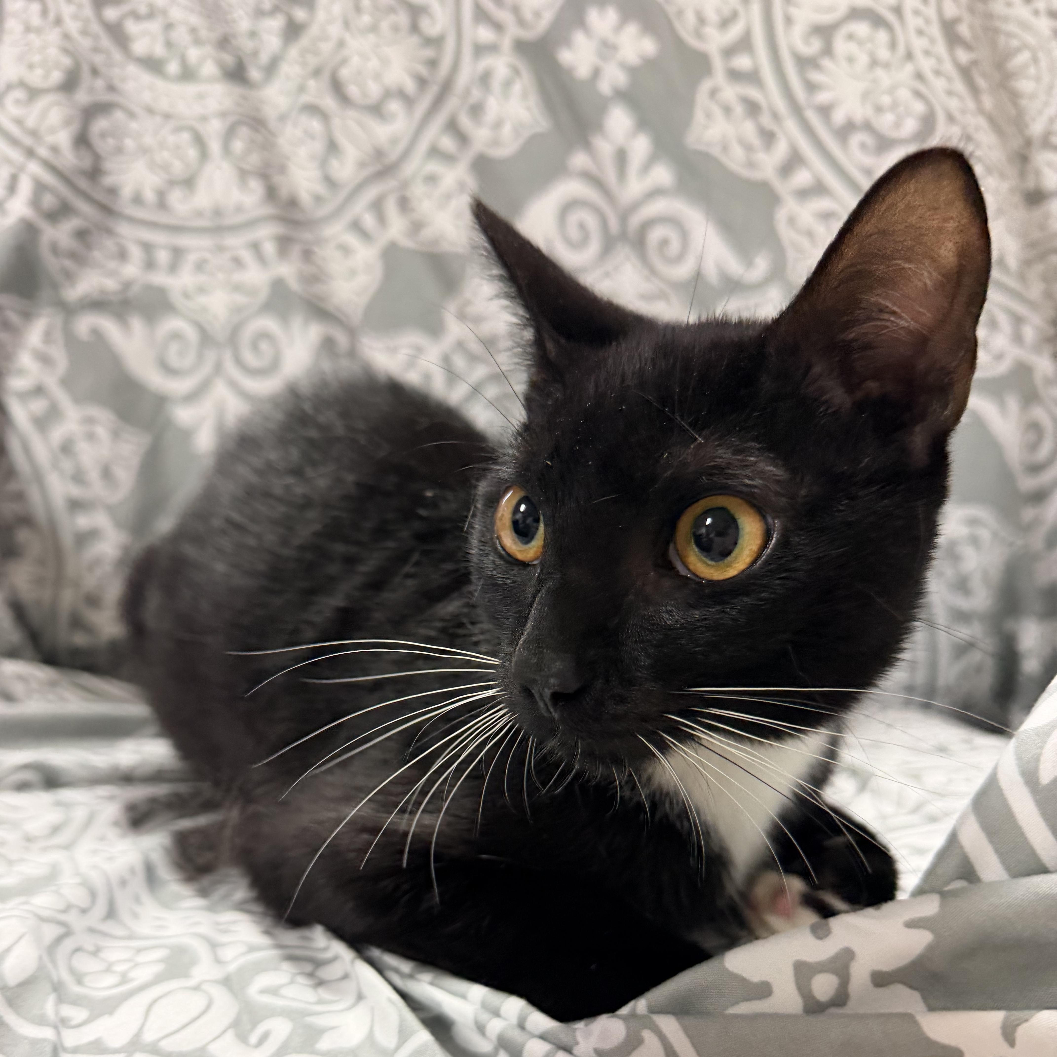 Enlarge Julian, a Adoptable Tuxedo in Boothbay, ME image 3/4