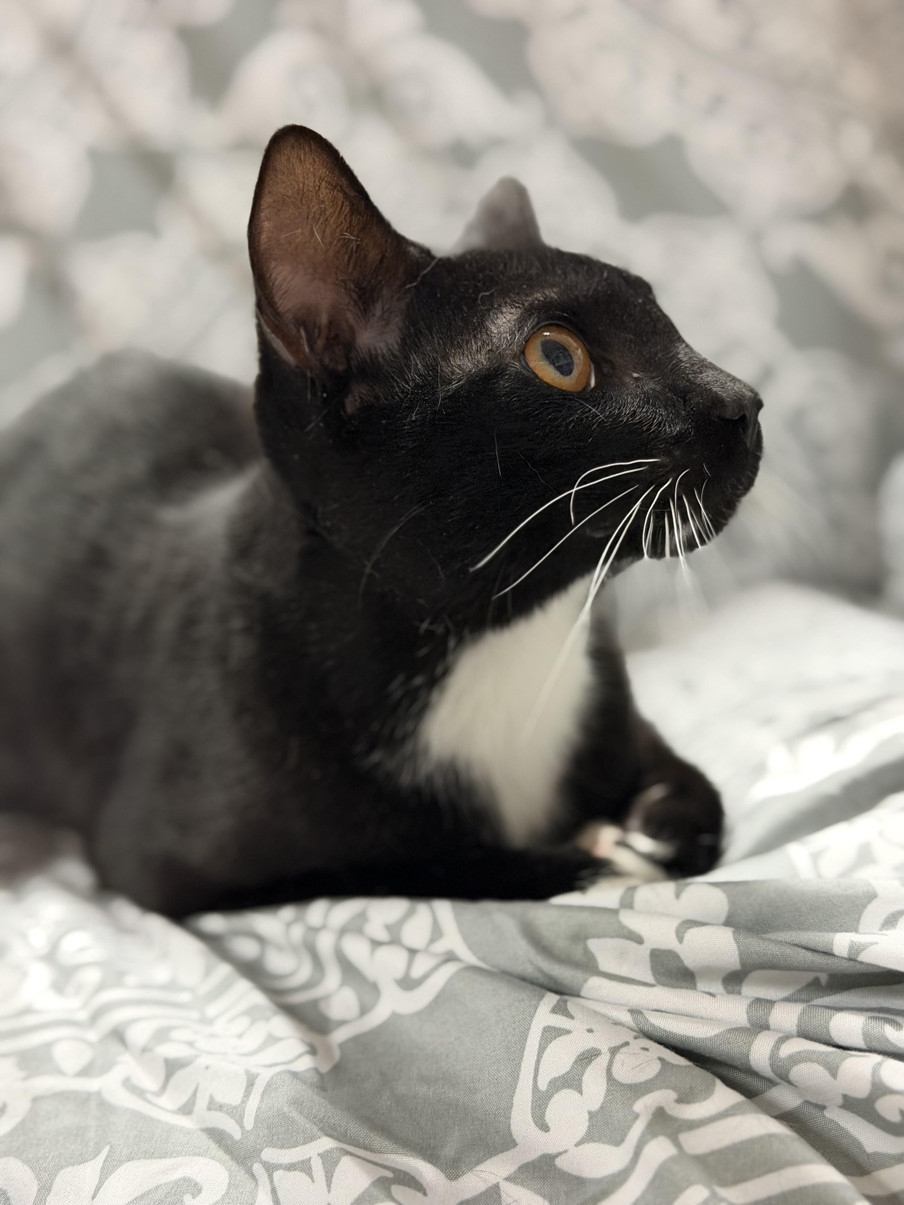 Enlarge Julian, a Adoptable Tuxedo in Boothbay, ME image 2/4