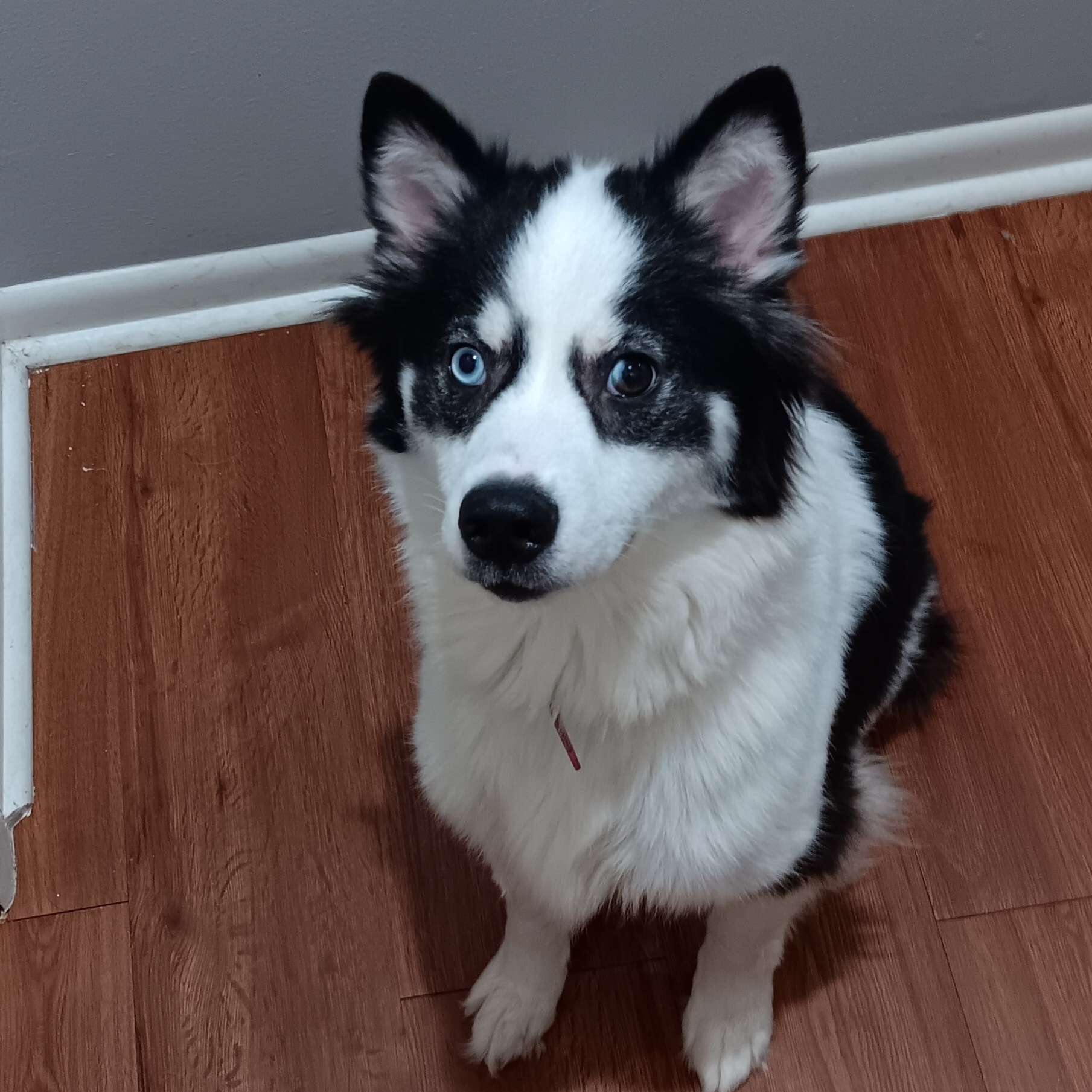 Lina, Adoptable, Adult Female Border Collie & Husky.