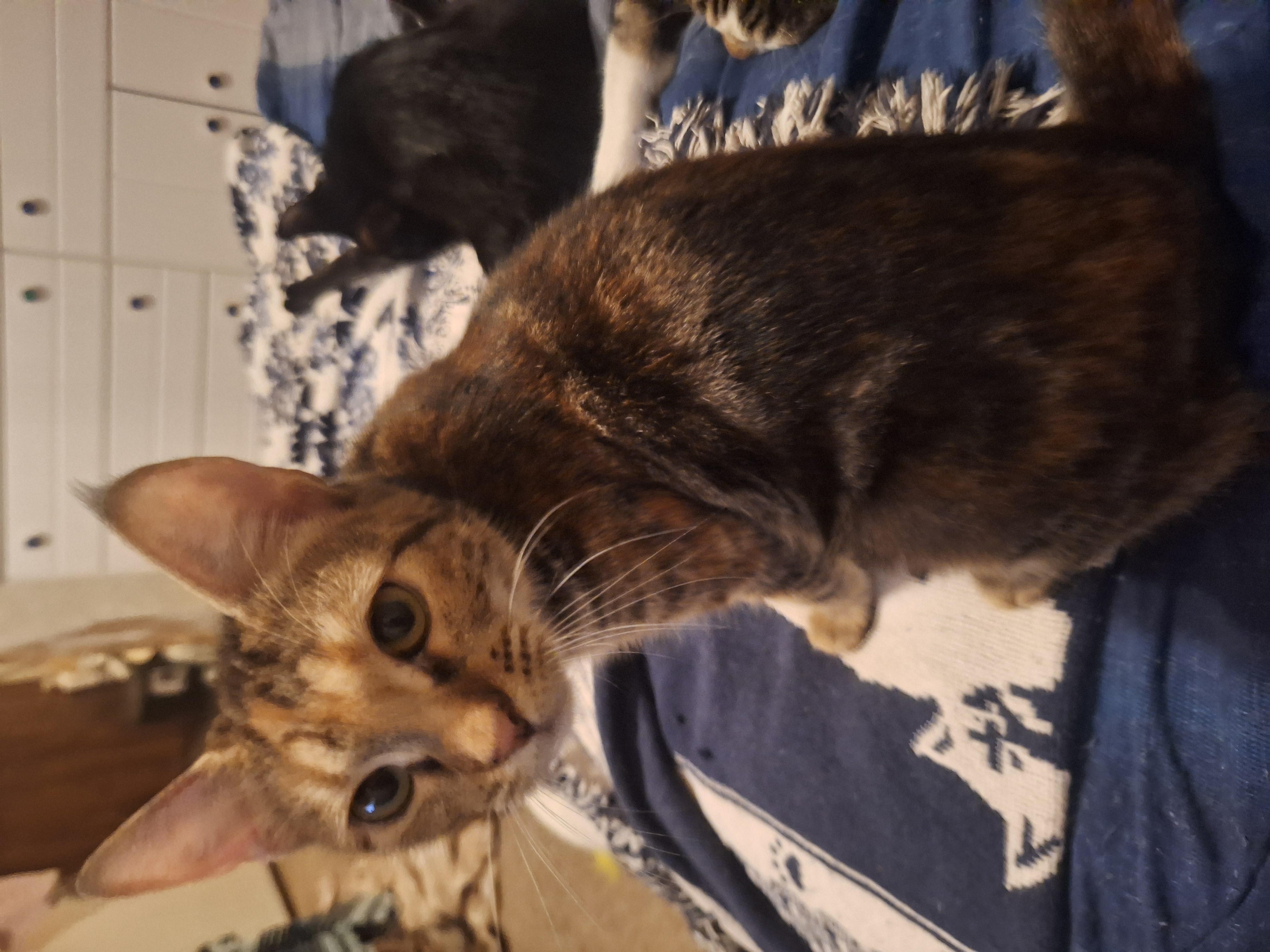 Coral, Adoptable, Young Female Calico & Bengal.