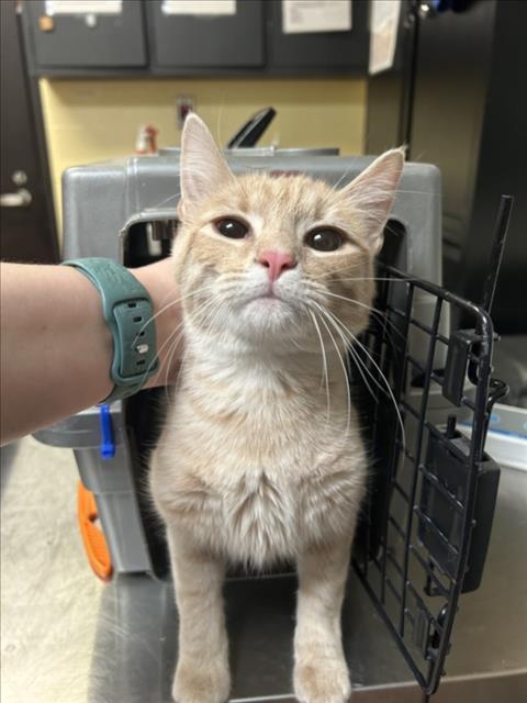 SPARK, Adoptable, Young Male Domestic Short Hair.