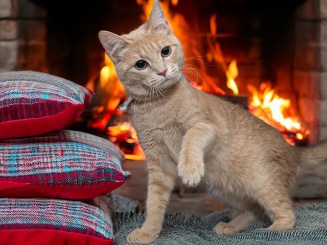 SPARK, Adoptable, Young Female Domestic Short Hair.