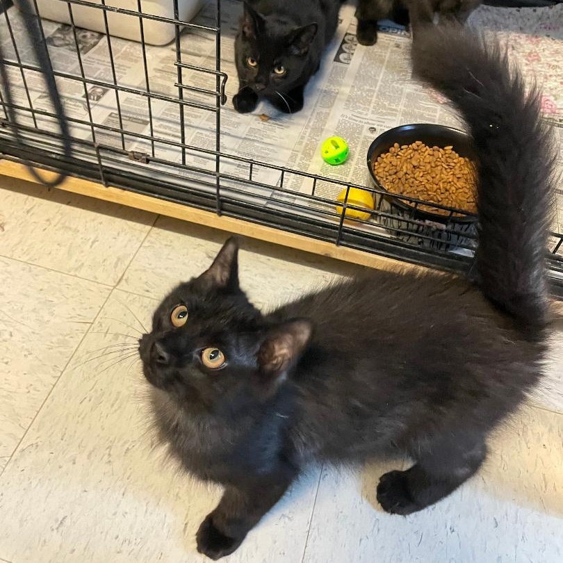Enlarge Sable, an adopted Domestic Long Hair in Spencer, IN image 2/2
