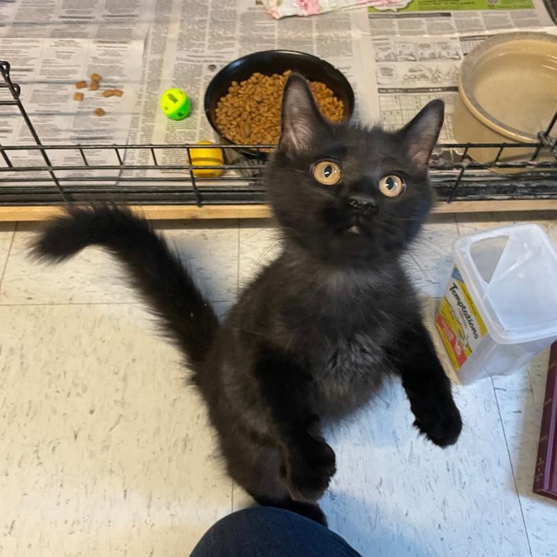 Enlarge Sable, an adopted Domestic Long Hair in Spencer, IN image 1/2