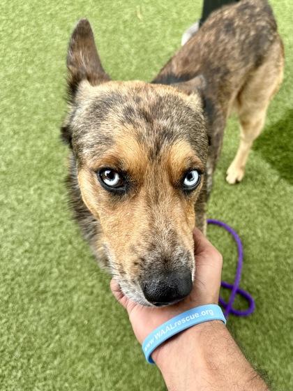 Sablewood, Adoptable, Adult Male Mixed Breed & Mixed Breed.