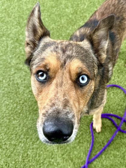 Enlarge Sablewood, a Adoptable mixed breed in Wichita, KS image 3/3