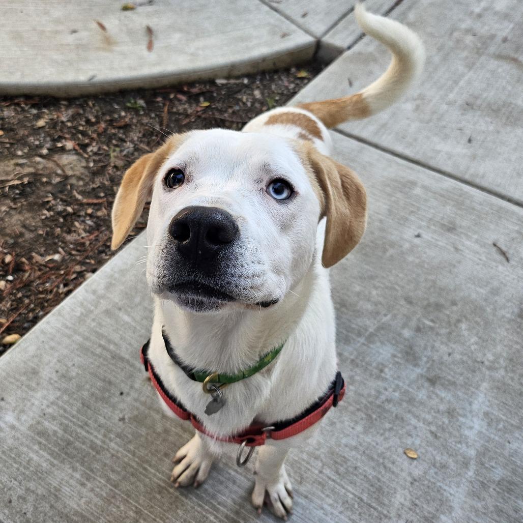 Turbo, Adoptable, Young Male Mixed Breed.