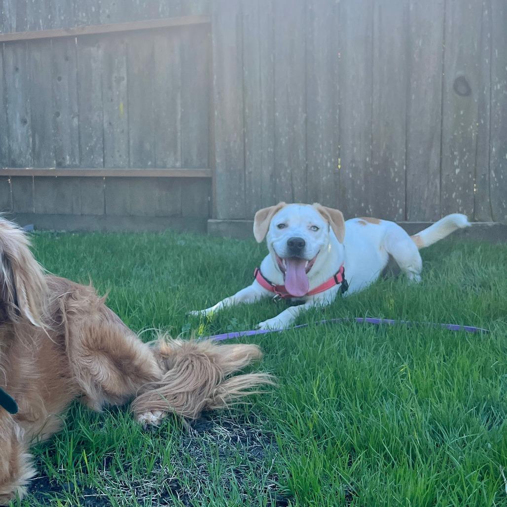 Enlarge Turbo, a Adoptable Mixed Breed in Sonoma, CA image 2/4