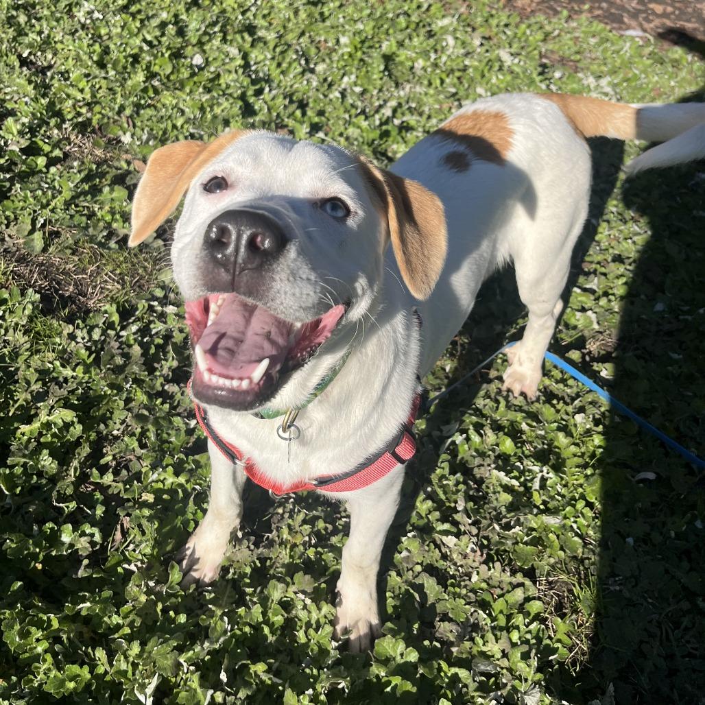 Enlarge Turbo, a Adoptable Mixed Breed in Sonoma, CA image 3/4