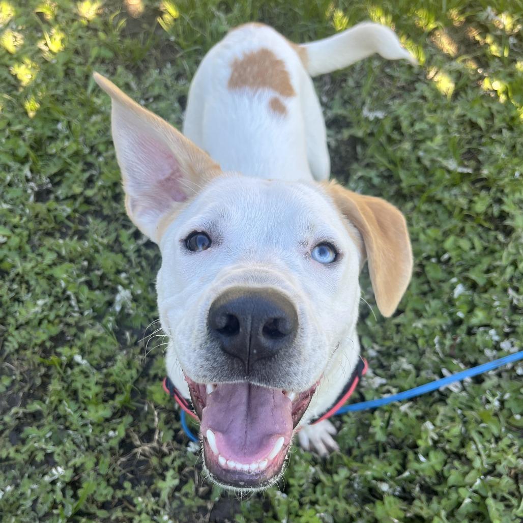 Enlarge Turbo, a Adoptable Mixed Breed in Sonoma, CA image 4/4