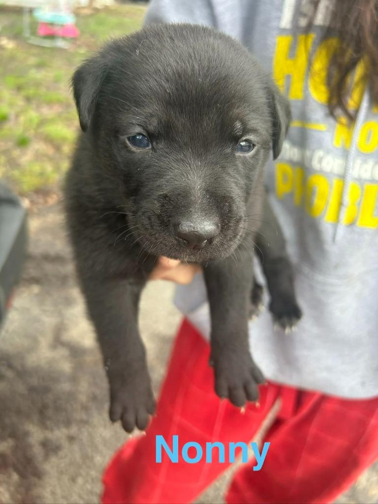 Nonny, Adoptable, Puppy Male Mixed Breed.