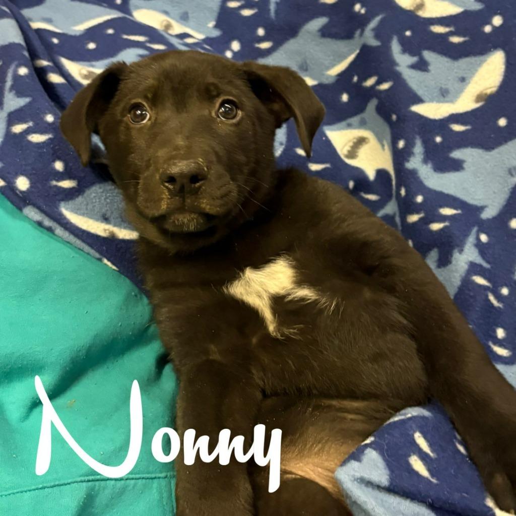 Enlarge Nonny, a Adoptable mixed breed in Hillsboro, OH image 2/2