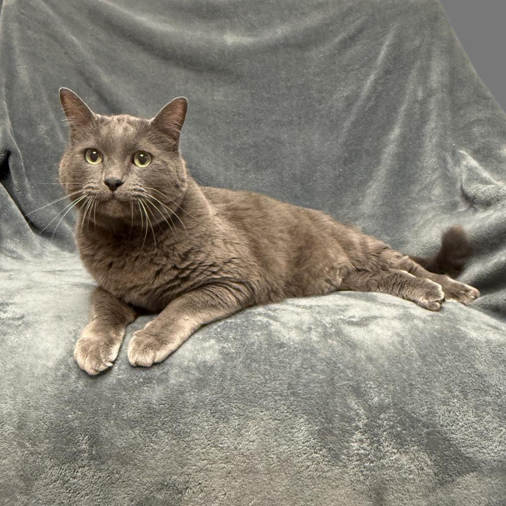 Sugar, a Adoptable mixed breed in Brenham, TX image 2/6