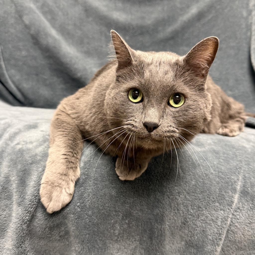 Sugar, a Adoptable mixed breed in Brenham, TX image 3/6