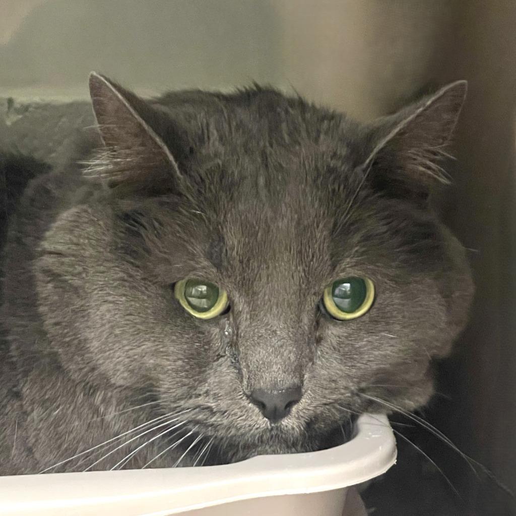 Hulk, Adoptable, Adult Male Domestic Medium Hair.