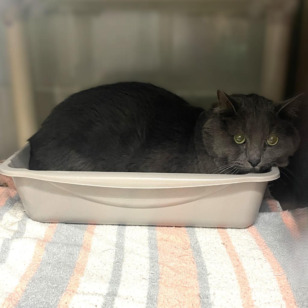 Enlarge Hulk, a Adoptable mixed breed in Brenham, TX image 2/4