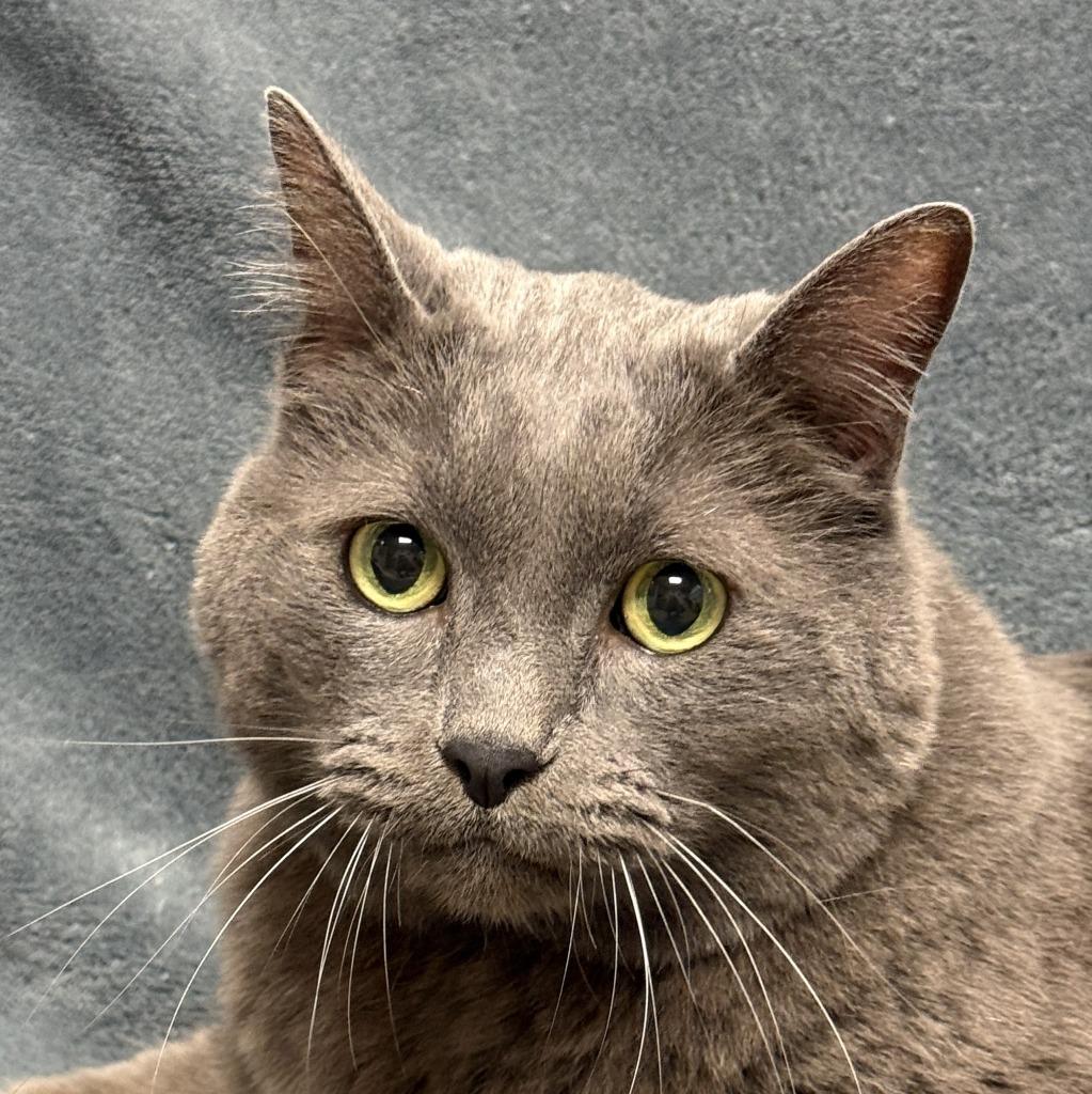 Sugar, Adoptable, Adult Male Domestic Medium Hair.