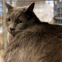 Enlarge Hulk, a Adoptable mixed breed in Brenham, TX image 3/4