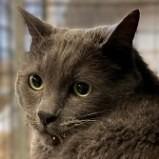 Enlarge Hulk, a Adoptable mixed breed in Brenham, TX image 4/4