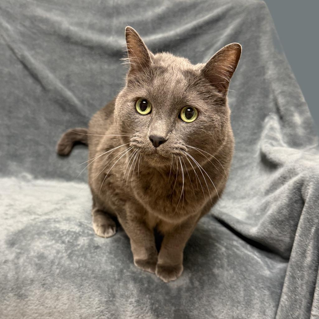 Sugar, a Adoptable mixed breed in Brenham, TX image 5/6