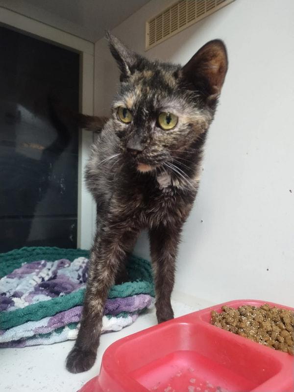Fiji, adopted, Senior Female Domestic Short Hair.