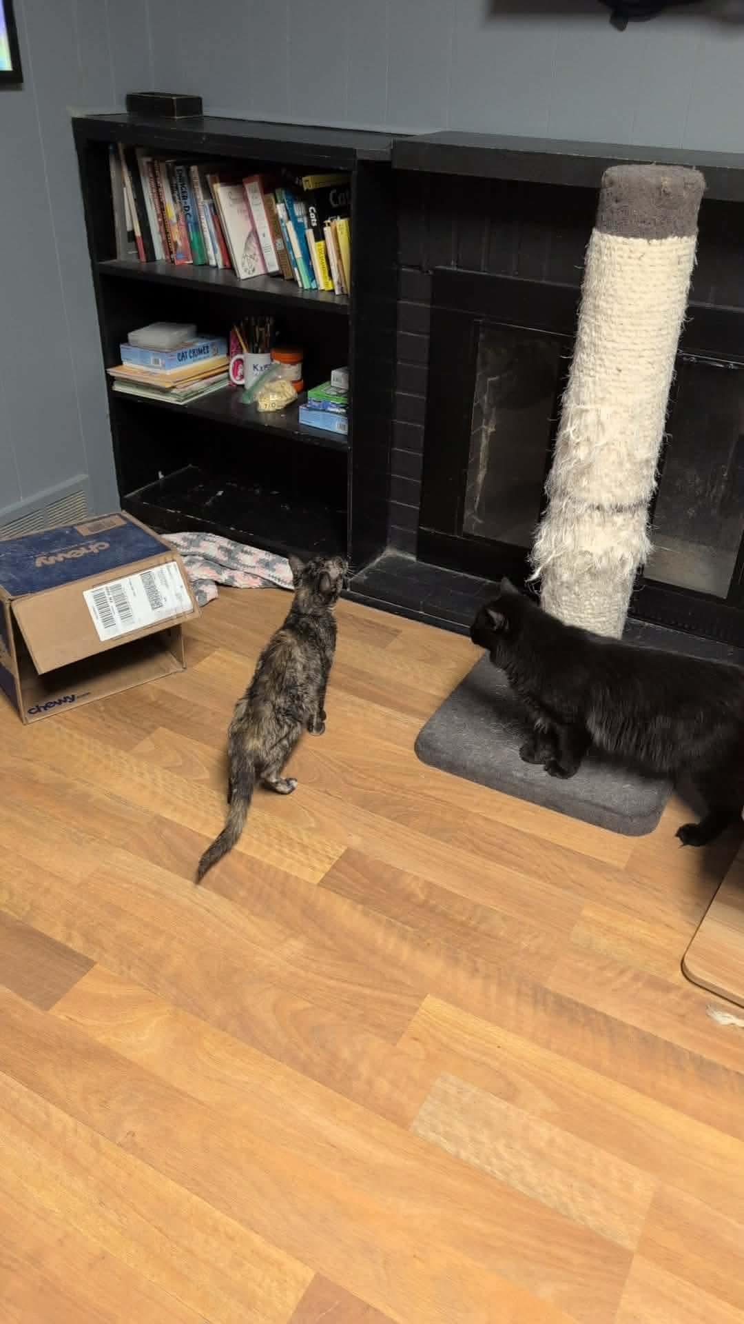 Fiji, an adopted Domestic Short Hair in Kalamazoo, MI image 3/3