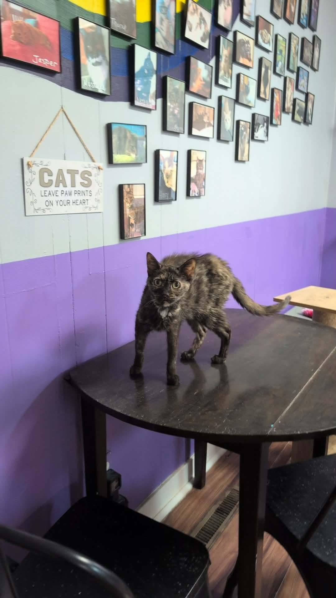 Fiji, an adopted Domestic Short Hair in Kalamazoo, MI image 2/3