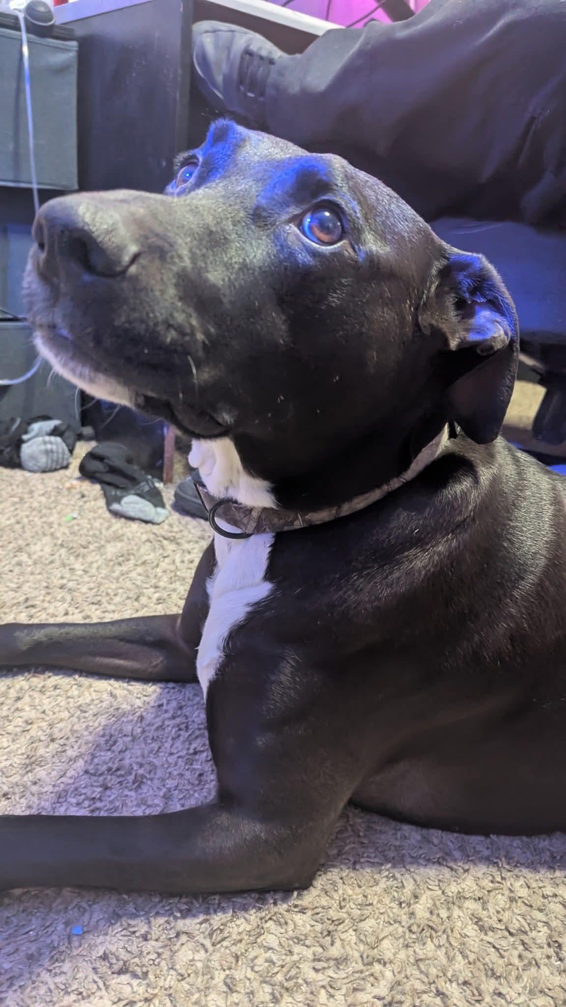 Odie, ADOPTABLE, Adult Male Black Labrador Retriever.