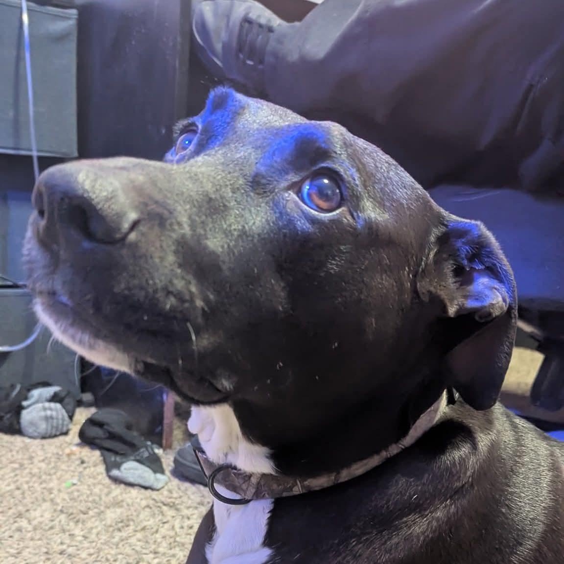 Odie, a ADOPTABLE mixed breed in Pocatello, ID image 1/4