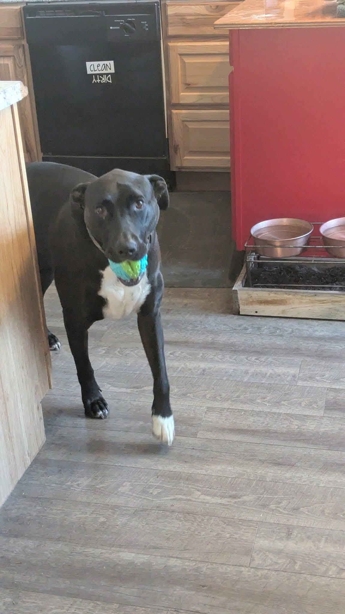 Enlarge Odie, a ADOPTABLE mixed breed in Pocatello, ID image 3/4