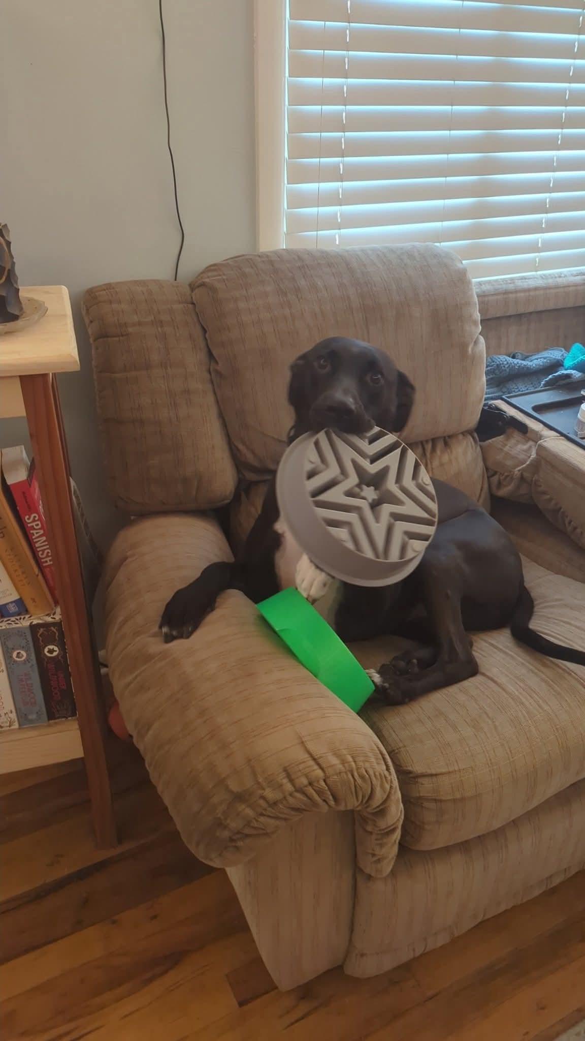 Enlarge Odie, a ADOPTABLE mixed breed in Pocatello, ID image 4/4