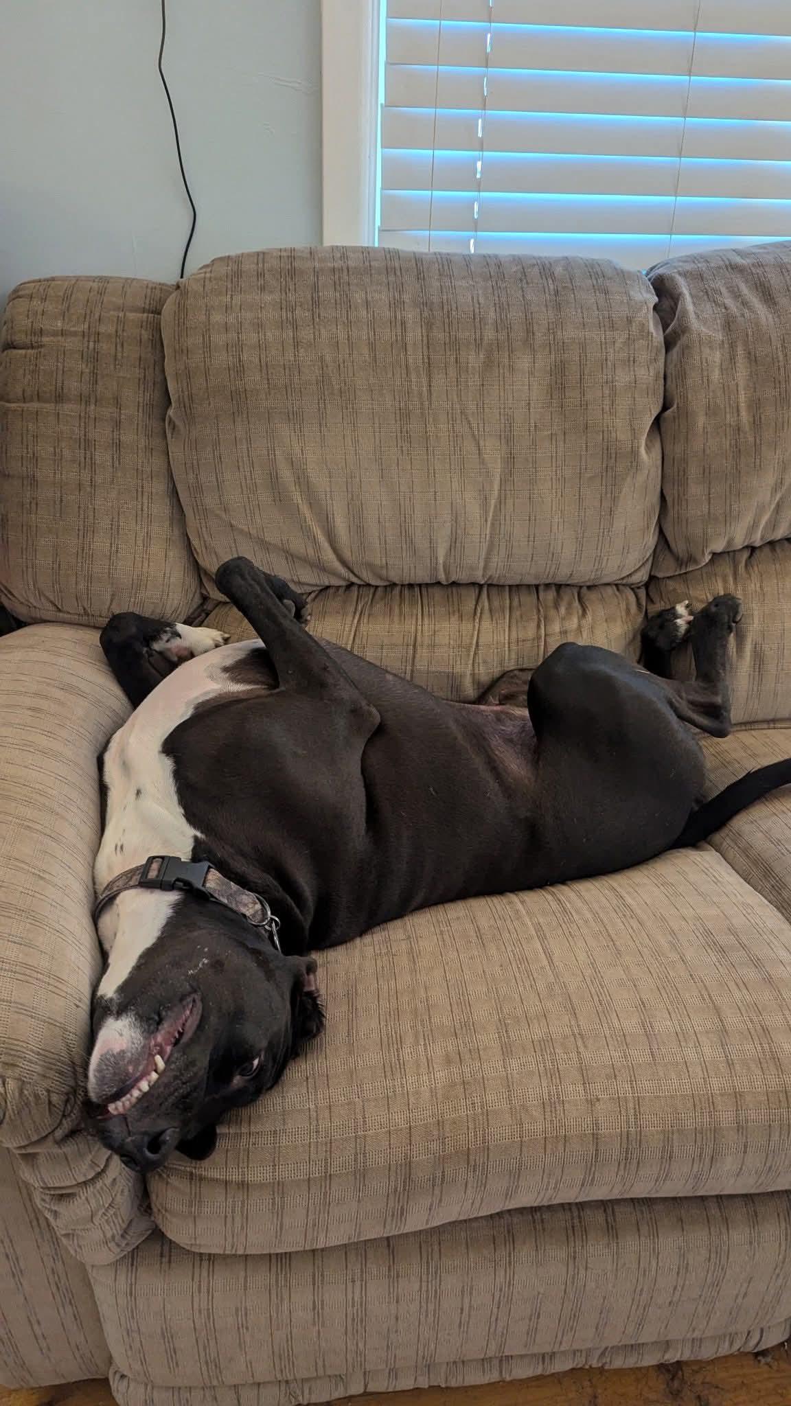 Odie, ADOPTABLE, Adult Male Black Labrador Retriever.