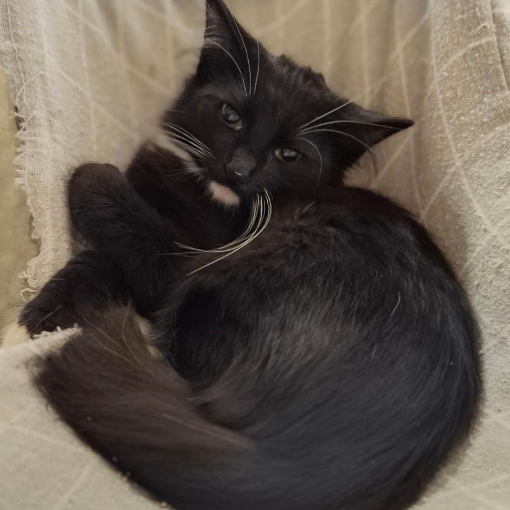 Enlarge Judge Judy, a Adoptable Domestic Medium Hair in Titusville, FL image 1/2